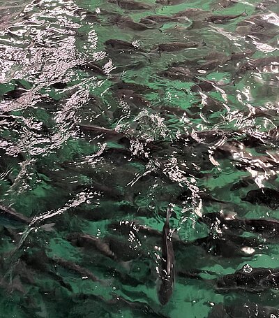 Fische im Wasser Fische im Wasser