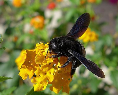 Blauschwarze Holzbiene (Xylocopa violacea) auf gelber Blüte Blauschwarze Holzbiene (Xylocopa violacea) auf gelber Blüte