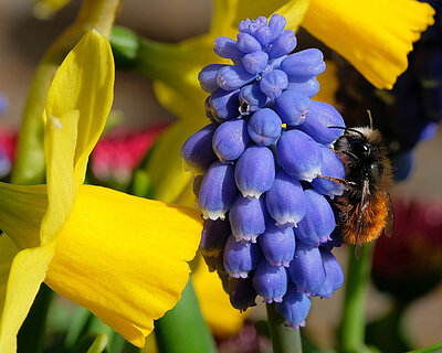 Mauerbiene an blauen traubenartigen Blüten, gelbe Blüte im Hintergrund Mauerbiene an blauen traubenartigen Blüten, gelbe Blüte im Hintergrund